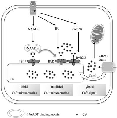 Ca2+ Microdomains in T-Lymphocytes